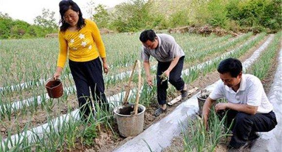 大蒜追肥什么时候最合适