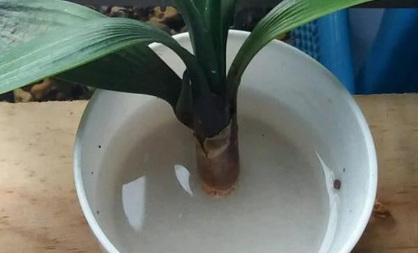 多菌灵用多了会怎么样