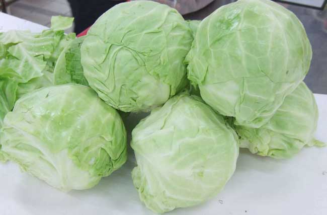卷心菜的种植时间及栽培技术要点