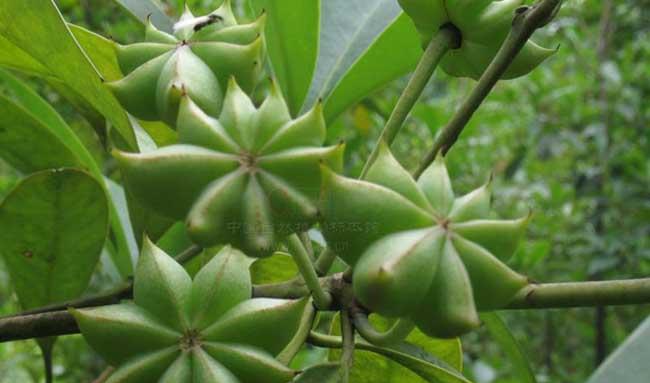 八角种植管理方法