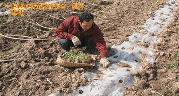 放苗、间苗、补苗