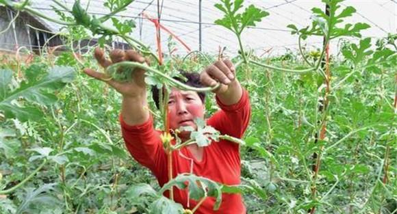 合理整枝与压蔓
