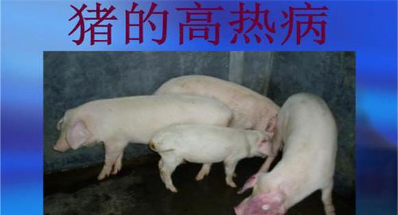 猪高热病的防治措施