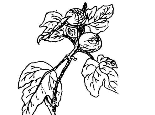 无花果种植管理方法
