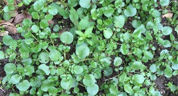 豆瓣菜的种植时间