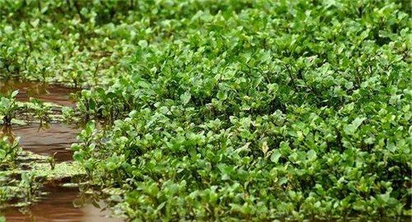 豆瓣菜如何栽培