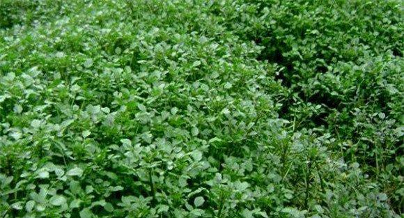 豆瓣菜种植技术要点