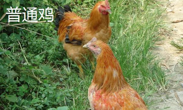 河田鸡和普通鸡的区别