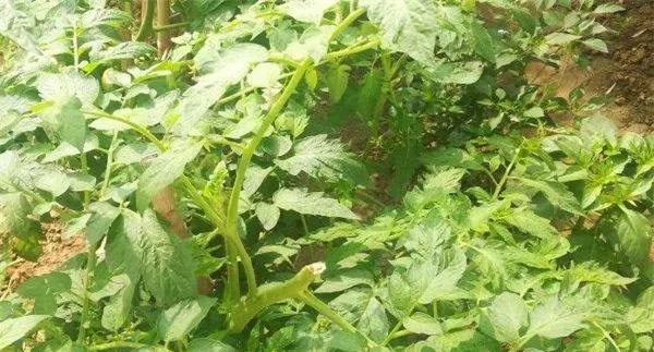 番茄高产怎样施肥