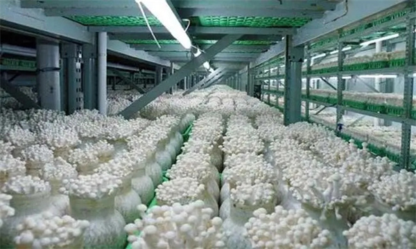 金针菇需要怎样的营养条件
