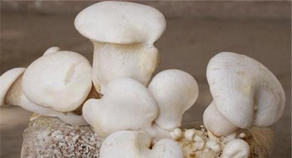 白灵菇的灭菌接种方法