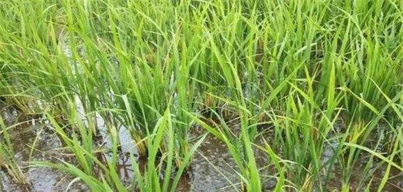 水稻二化螟的农业防治方法