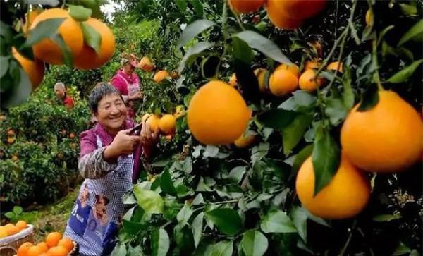 柑橘采收技术要点