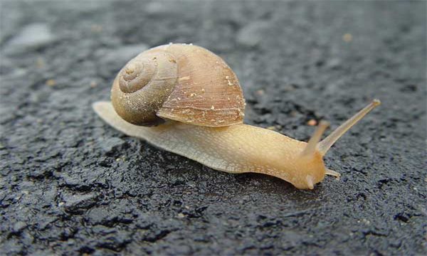 蜗牛露天养殖法