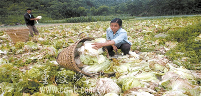 如何预防大白菜烂帮
