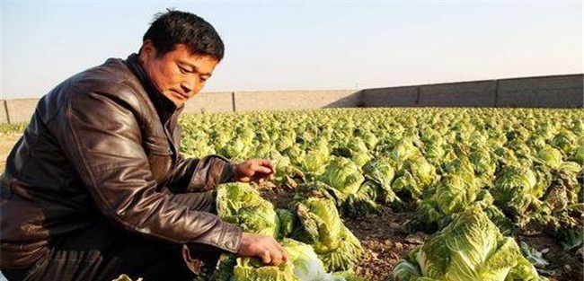 白菜烂帮怎么治疗