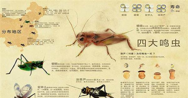 鸣虫的种类