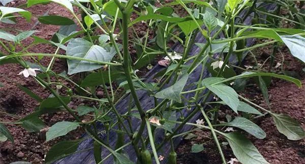 辣椒疯长、落花不坐果是什么原因