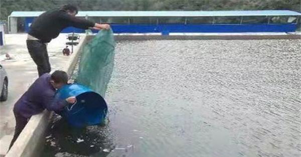 泥鳅要定点投喂