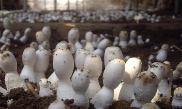 鸡腿菇必须覆土才能正常出菇
