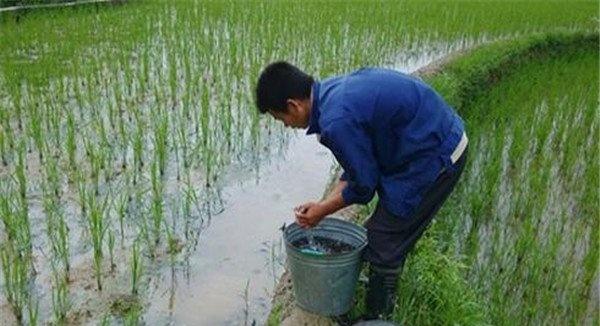 稻田养殖草鱼发病率低，容易管理