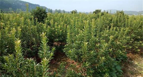 乌梅种植技术要点