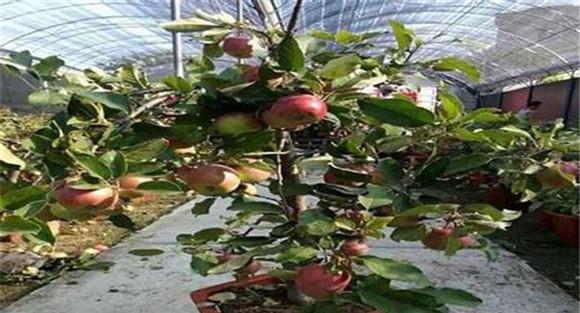 苹果树盆栽的水肥管理