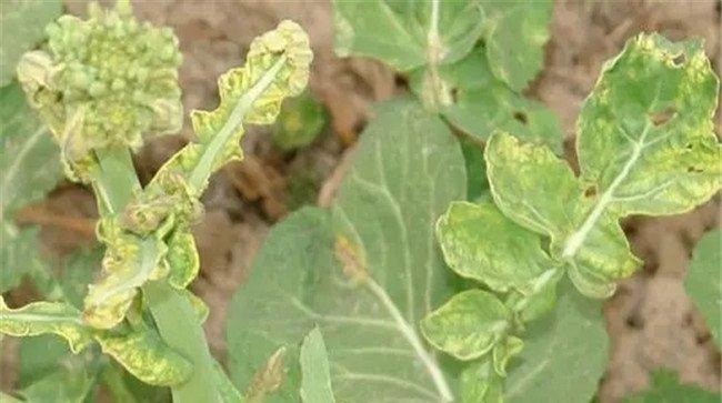 油菜霜霉病的防治