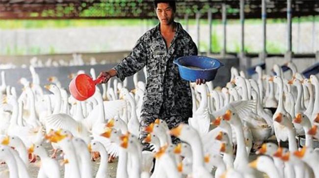 肉鹅育肥如何选择品种