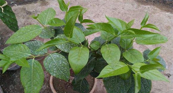 腊梅种植方法