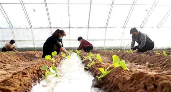 大棚香瓜定植方法