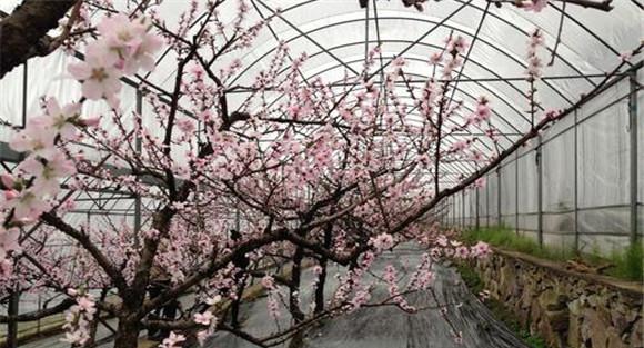 水蜜桃定植后的修剪技术要求