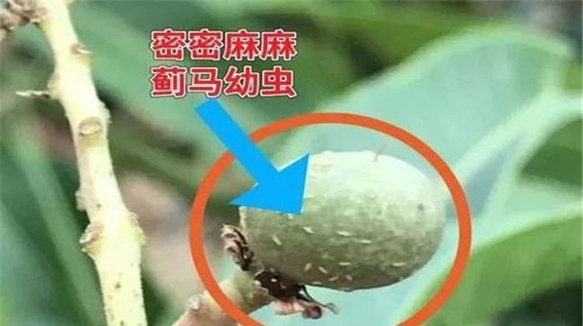 苦瓜蓟马发生规律