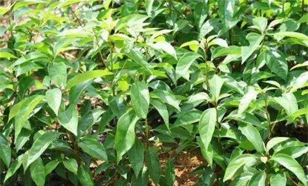 香樟苗怎么栽植养护