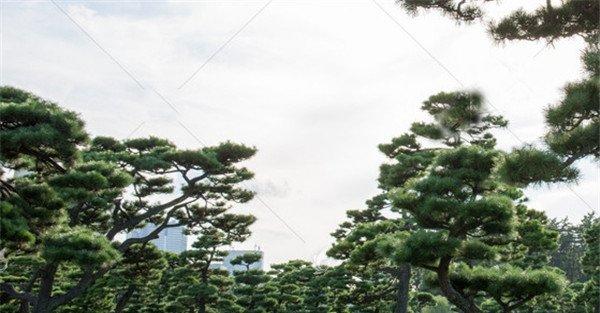 黑松的园林用途