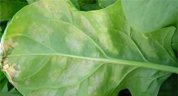 菠菜霜霉病打什么药根治