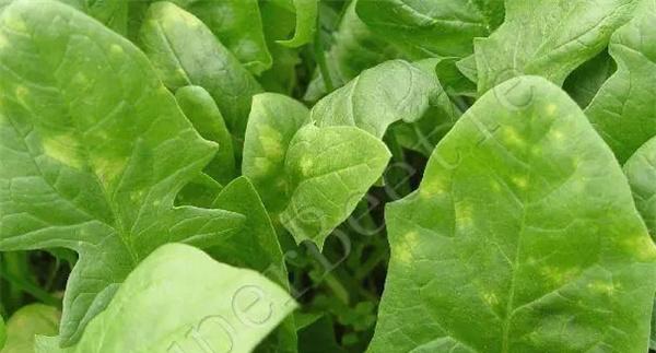 菠菜霜霉病如何预防