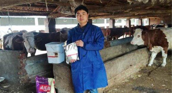肉牛日粮的配制方法