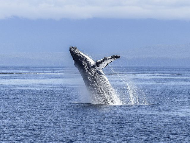 中草药重要害虫种类及发生特点