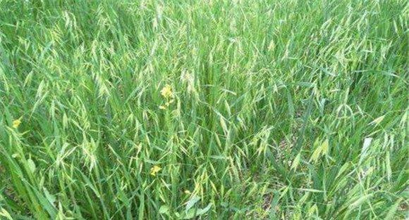燕麦高产栽培方法