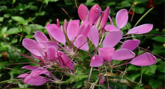 醉蝶花种植