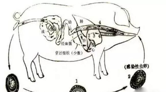 猪蛔虫病的流行特点