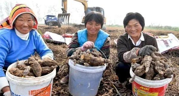 何首乌的采收与加工