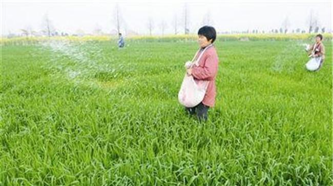 小麦对氮肥需求