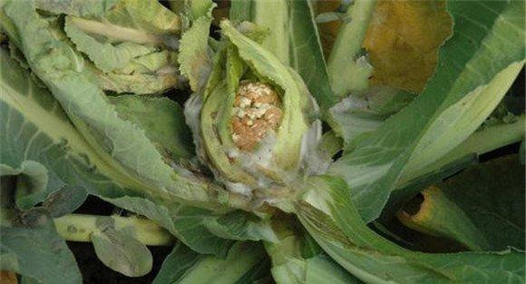 花椰菜的菌核病的防治