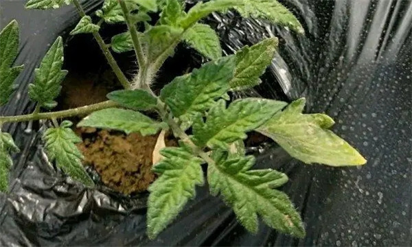 怎样防止番茄定植后萎蔫不长