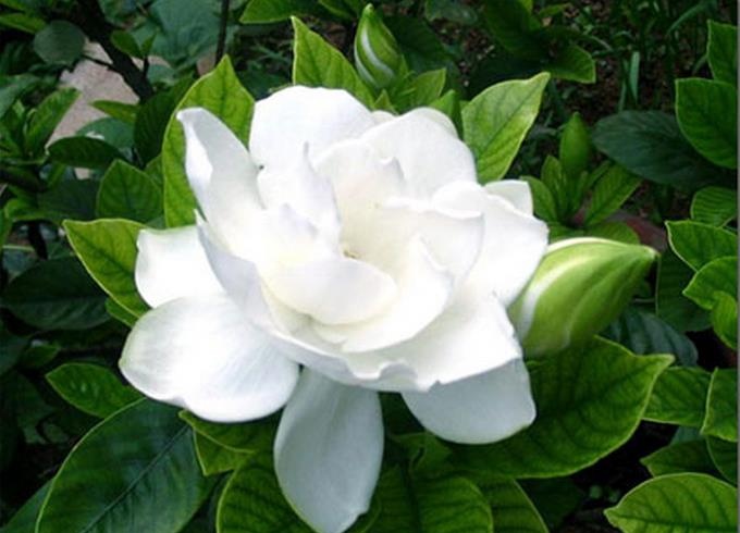 栀子花掉叶子怎么办