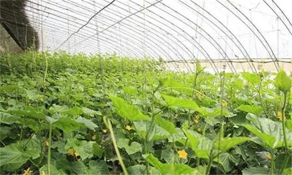 怎样调控蔬菜大棚内的湿度