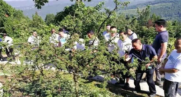 花椒肥料的选择、施肥时间和施肥量如何掌握