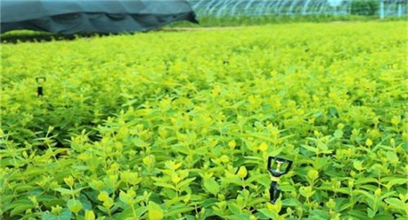 种植金银花如何选地与整地